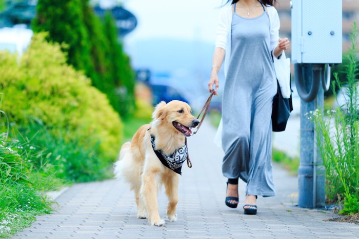 飼い主と散歩する犬