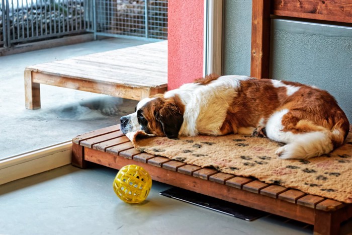 繁殖施設の犬舎の中のセントバーナード