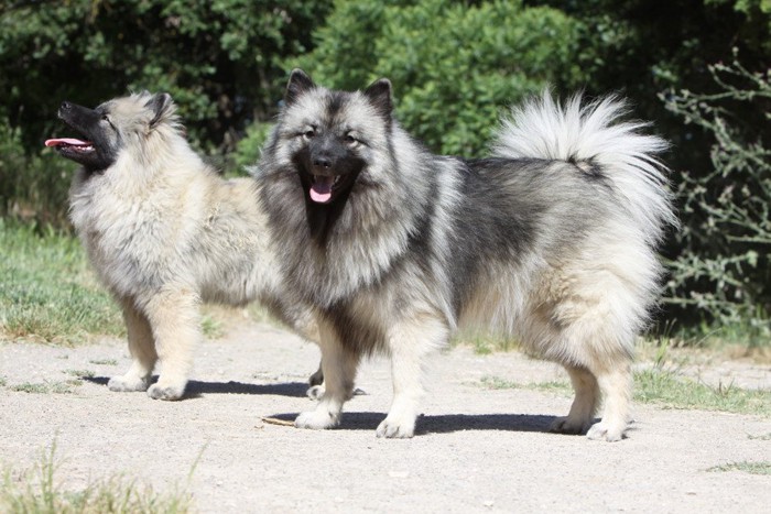 スピッツ系の2匹の犬