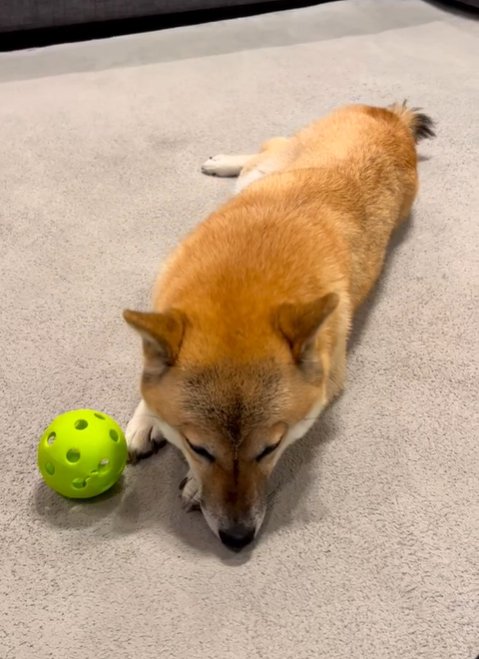 ボール遊びの最中に眠たくなる犬