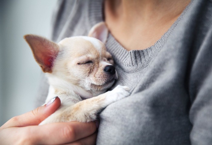 飼い主の胸に抱かれ安心しているチワワ