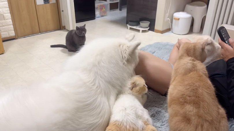 目を逸らす猫たち