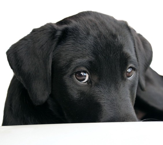 じっと見つめる黒い犬