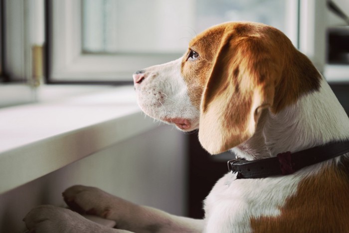 窓の外を寂しそうに見つめる犬