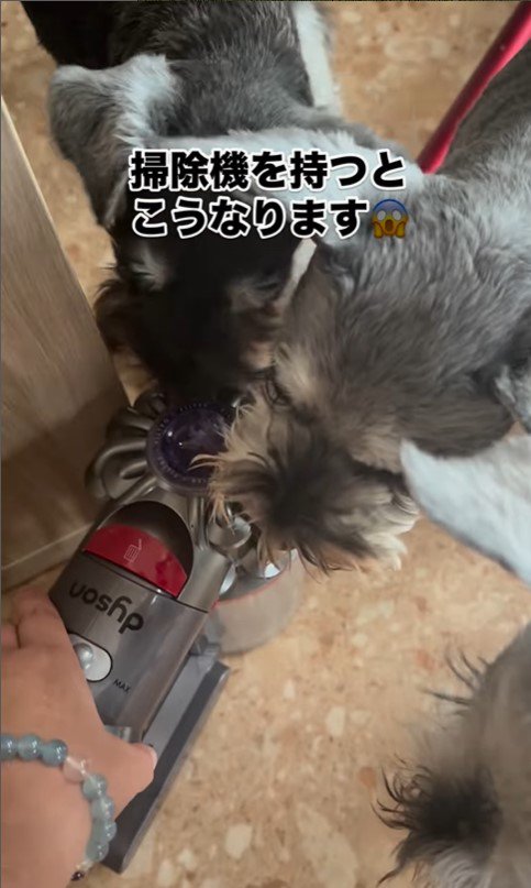 掃除機を嫌がるシュナウザーたち4