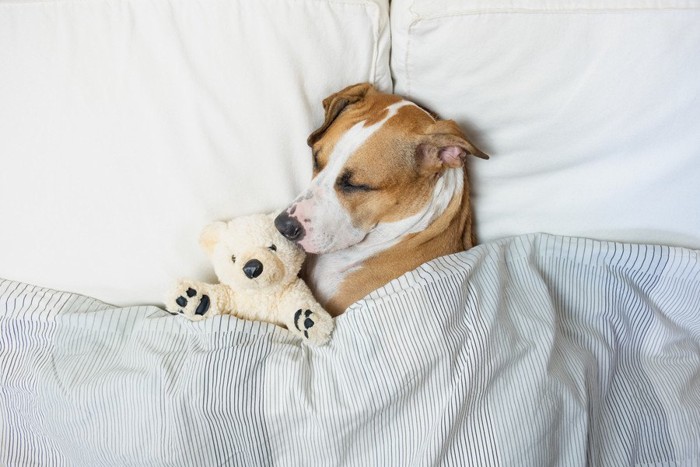 ぬいぐるみと眠る犬