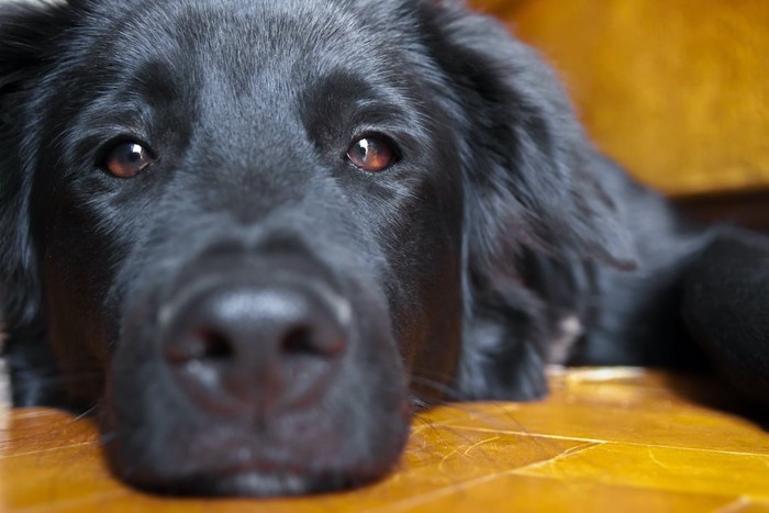 退屈そうに伏せている犬