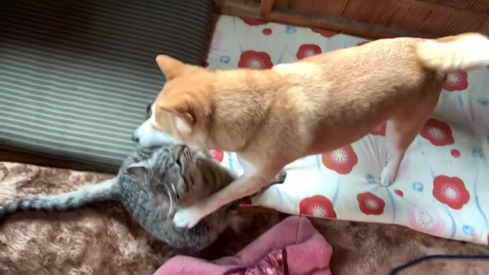 ワンプロが大好きな2匹