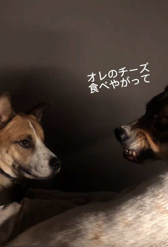 許さないジナくん