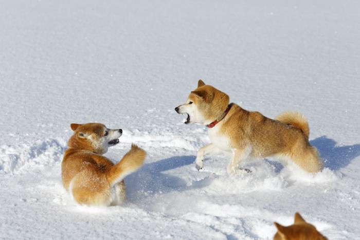 雪の上でじゃれ合う二匹の柴犬