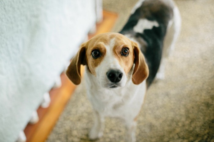 見つめてくる犬