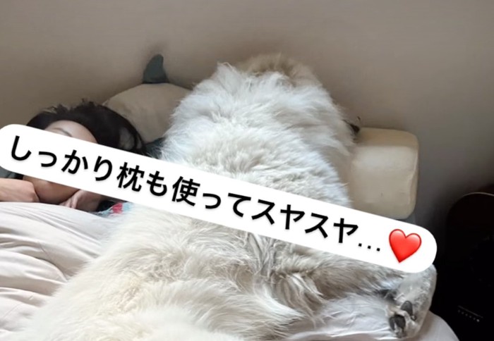 枕を使う犬