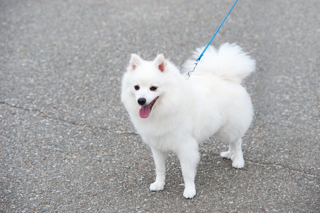 コンクリートの上を散歩する犬