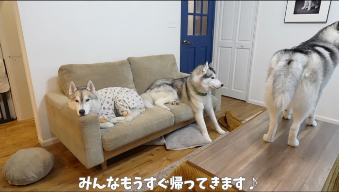 ソファとテーブルの上で休憩する3頭の犬