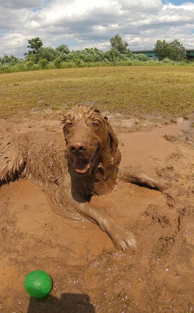 泥の中で笑顔の大型犬
