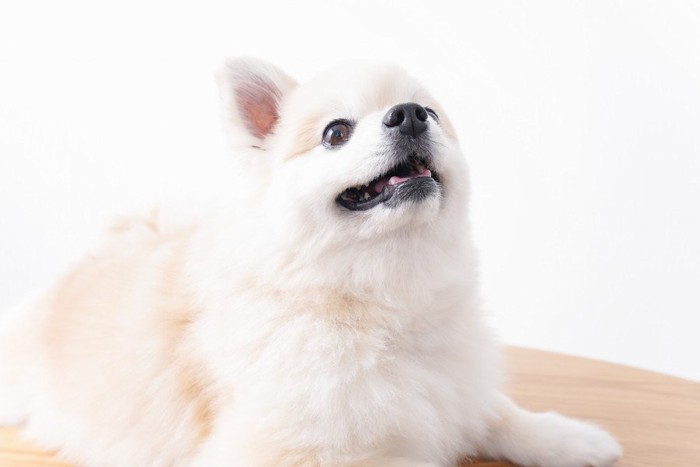 上を見つめる犬