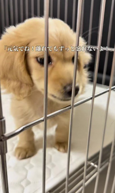 新たな犬生が始まる