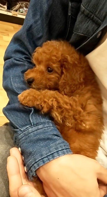 れおん君のビフォーアフター4