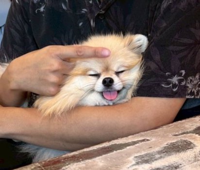 ひざの上