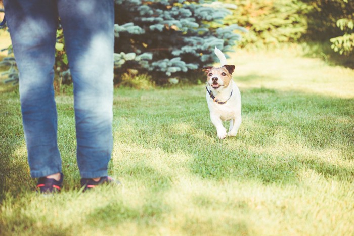 ドリンクを持つ男性とボールをくわえる犬