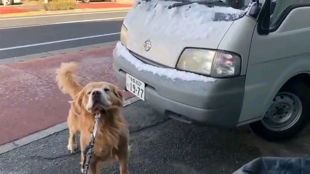 引っ張られる犬