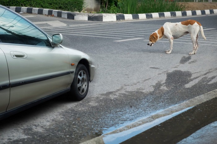 車に轢かれそうな犬