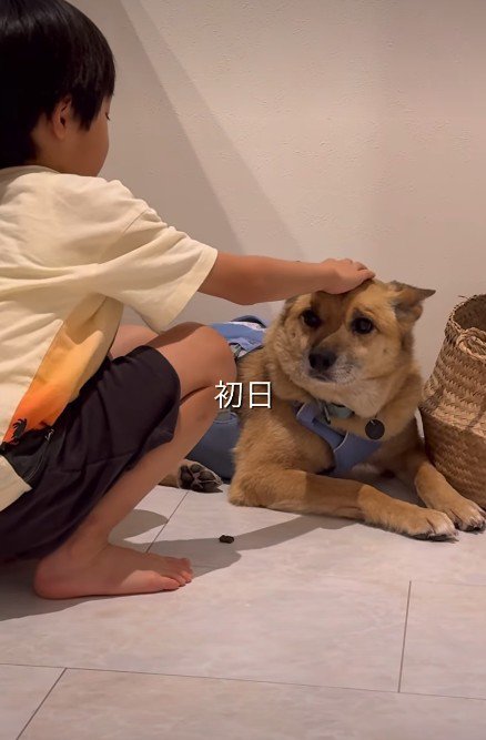 不安そうな保護犬