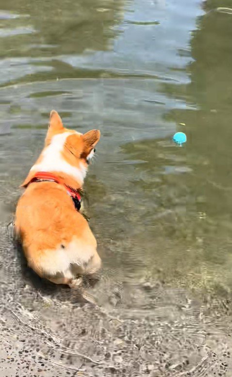ボールを水に落としたリッツくん7