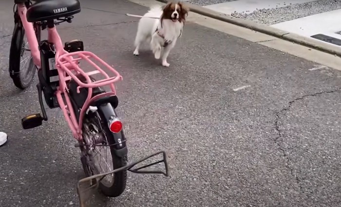 自転車と犬