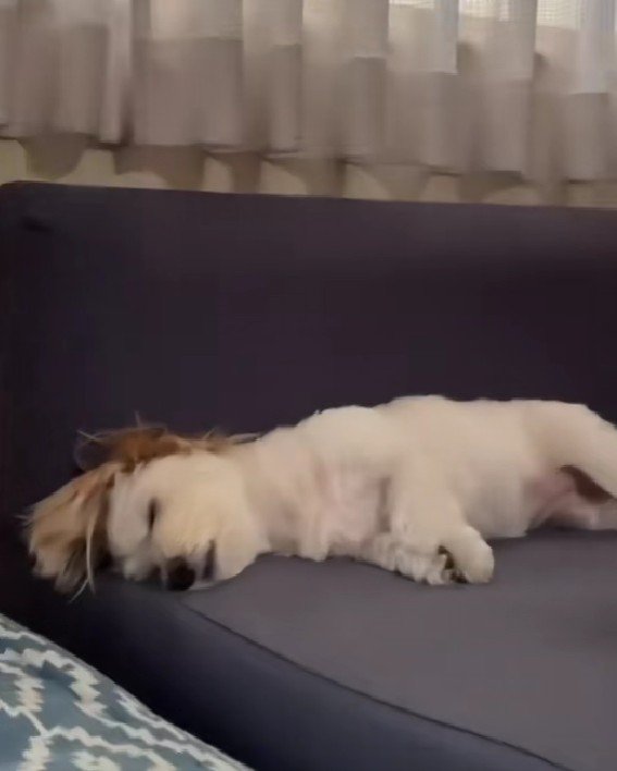 ソファで爆睡するむぎちゃん