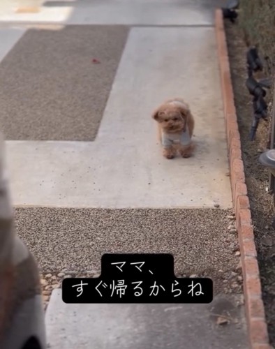 遠くを見つめる犬