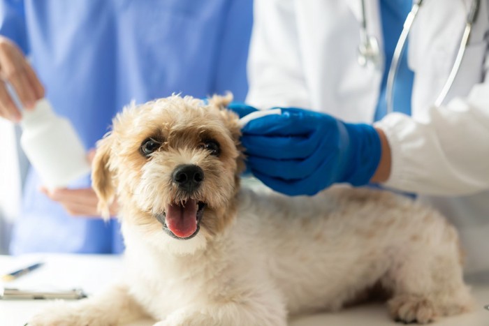 聴診器で診察を受ける犬