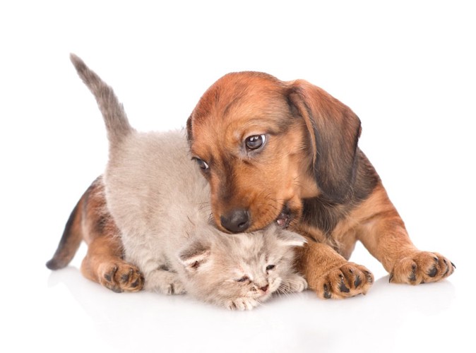 戯れている子犬と子猫