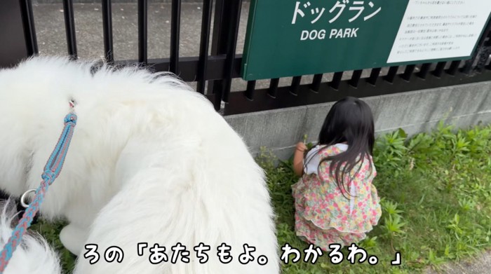 ドッグランの中を覗く犬