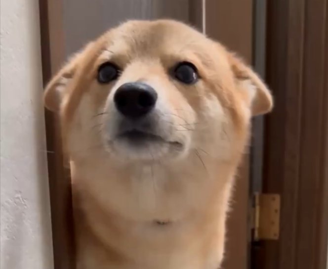 ポメ柴