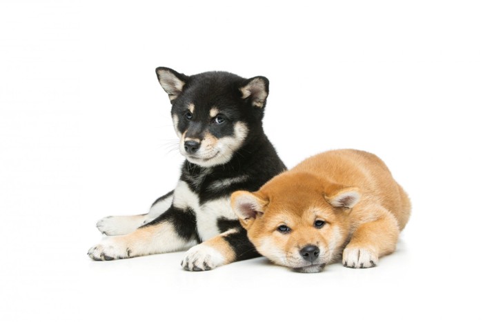 2匹の柴犬の子犬