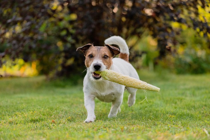 トウモロコシをくわえる犬