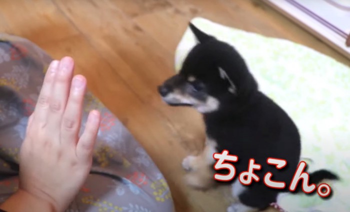 マテをする手と座る犬