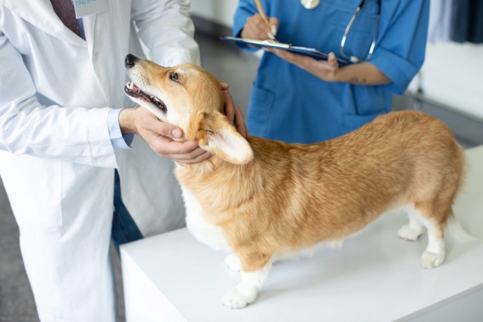診察を受ける犬