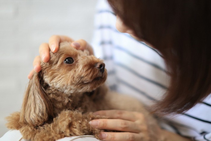 膝の上に乗る子犬のトイプードル