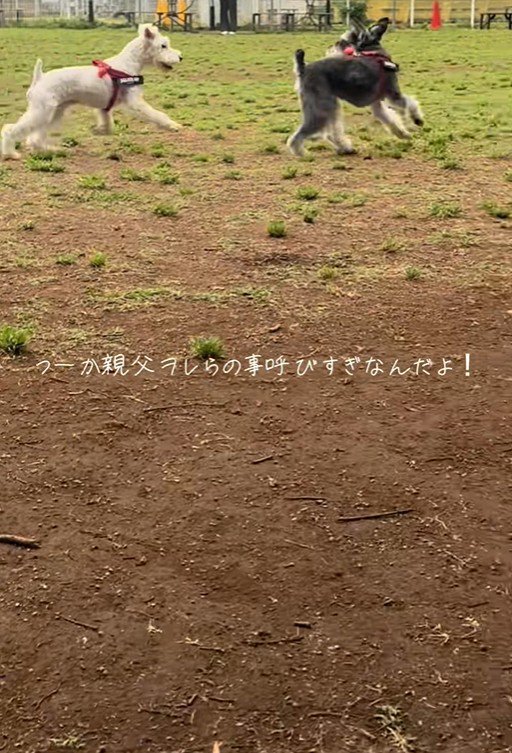 ぷく君ともち君の日常2