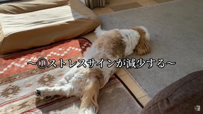 リラックスして眠るしーしーちゃん