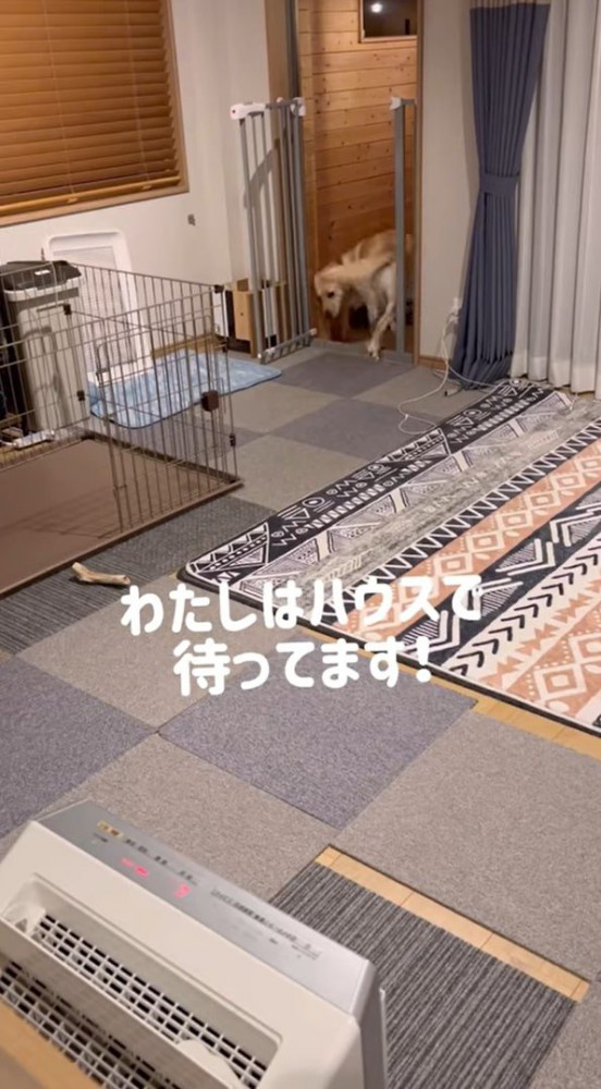 座ろうとする犬