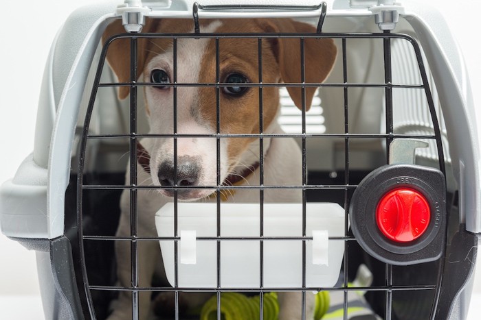 クレートの中に閉じ込められた犬