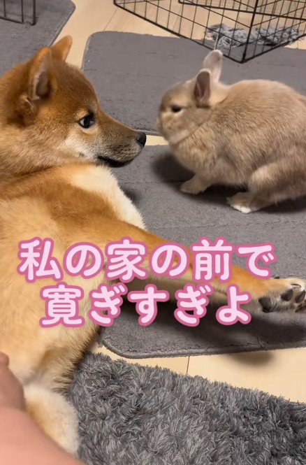 「それは私のベッドよ！」