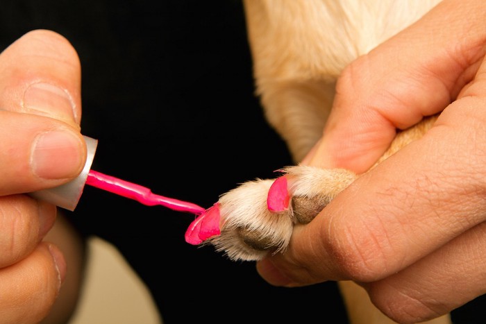 犬の爪にマニキュアを塗っている人