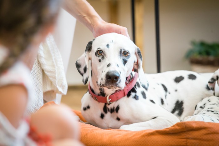 人の親子に見守られながら子犬に授乳するダルメシアンの母犬