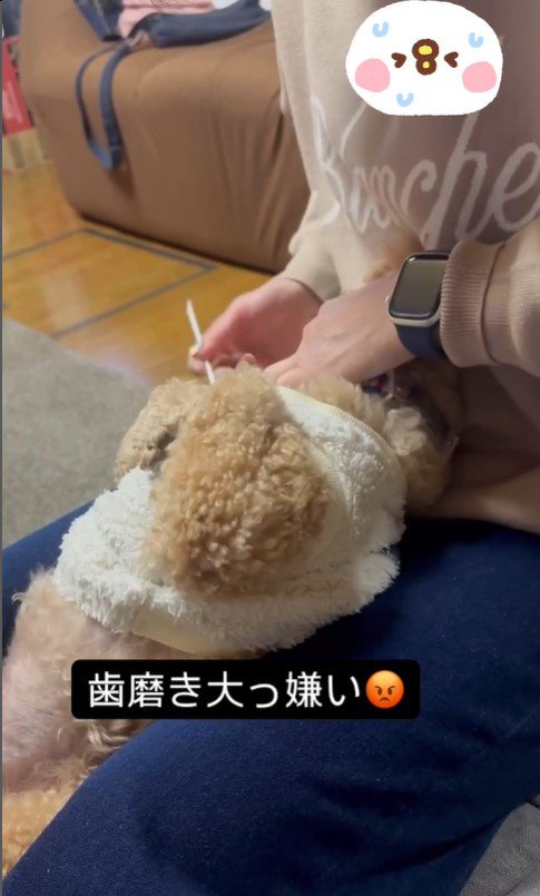 歯磨き嫌いのテンちゃんVSお母さん⑩