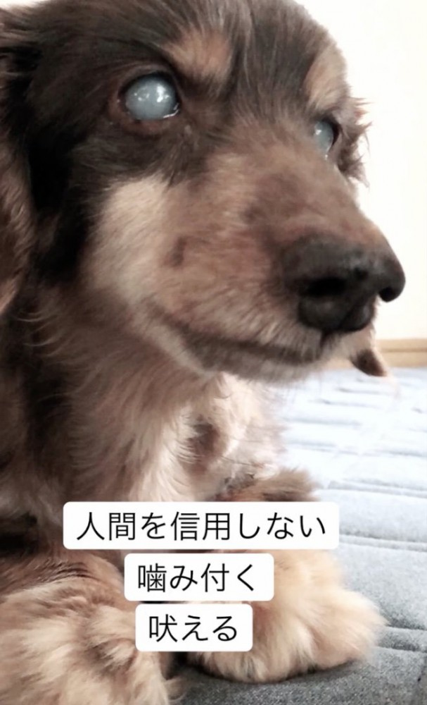 始めは多かった問題行動