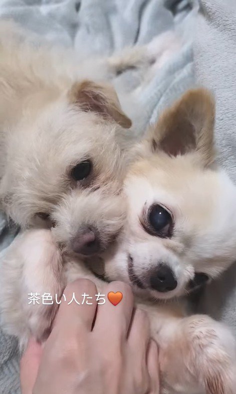 たねちゃん＆まるちゃん